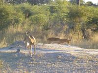 Safari im Mudumu Nationalpark