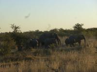 Safari im Mudumu Nationalpark