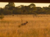 Safari im Mudumu Nationalpark