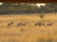 Safari im Mudumu Nationalpark