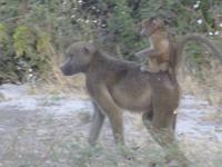 Chobe Nationalpark