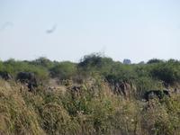 Chobe Nationalpark