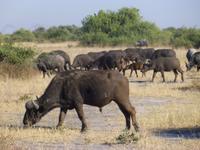 Chobe Nationalpark