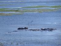 Bootsfahrt auf dem Chobe