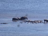 Bootsfahrt auf dem Chobe