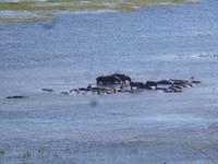 Bootsfahrt auf dem Chobe