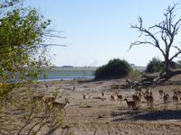 Bootsfahrt auf dem Chobe