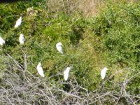 Bootsfahrt auf dem Chobe