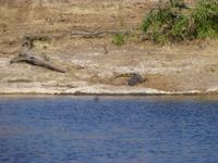 Bootsfahrt auf dem Chobe