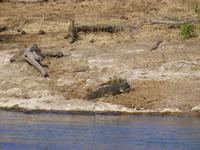 Bootsfahrt auf dem Chobe