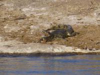 Bootsfahrt auf dem Chobe