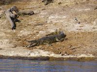 Bootsfahrt auf dem Chobe