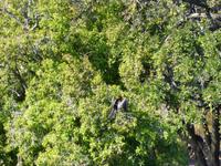 Bootsfahrt auf dem Chobe