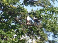 Bootsfahrt auf dem Chobe