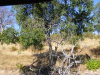 Bootsfahrt auf dem Chobe