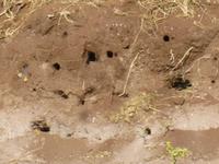 Bootsfahrt auf dem Chobe