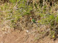 Bootsfahrt auf dem Chobe