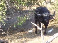 Bootsfahrt auf dem Chobe