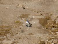 Bootsfahrt auf dem Chobe