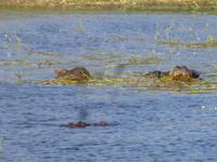 Bootsfahrt auf dem Chobe