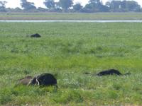 Bootsfahrt auf dem Chobe