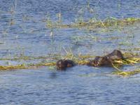 Bootsfahrt auf dem Chobe