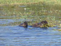 Bootsfahrt auf dem Chobe