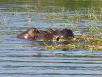 Bootsfahrt auf dem Chobe