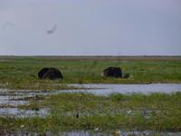 Bootsfahrt auf dem Chobe