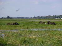 Bootsfahrt auf dem Chobe