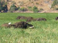 Bootsfahrt auf dem Chobe
