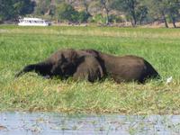 Bootsfahrt auf dem Chobe