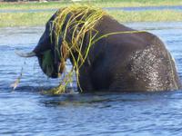 Bootsfahrt auf dem Chobe
