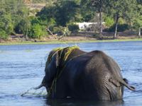 Bootsfahrt auf dem Chobe