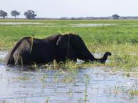 Bootsfahrt auf dem Chobe