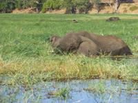 Bootsfahrt auf dem Chobe