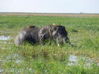 Bootsfahrt auf dem Chobe