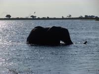 Bootsfahrt auf dem Chobe