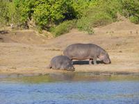Bootsfahrt auf dem Chobe