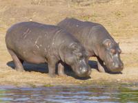 Bootsfahrt auf dem Chobe