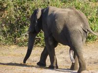 Bootsfahrt auf dem Chobe