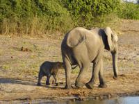 Bootsfahrt auf dem Chobe