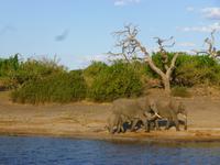 Bootsfahrt auf dem Chobe