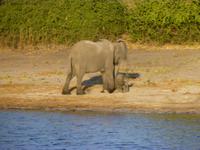 Bootsfahrt auf dem Chobe
