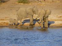Bootsfahrt auf dem Chobe