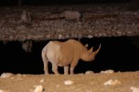 Etosha- am Wasserloch