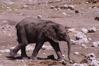 Etosha - am Wasserloch