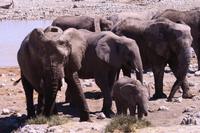 Etosha- am Wasserloch