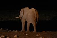 Abends noch mal ans Wasserloch