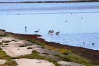 Unterwegs - Flamingos